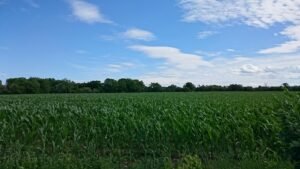 Expansive green cornfield stretching under a bright blue sky, showcasing nature